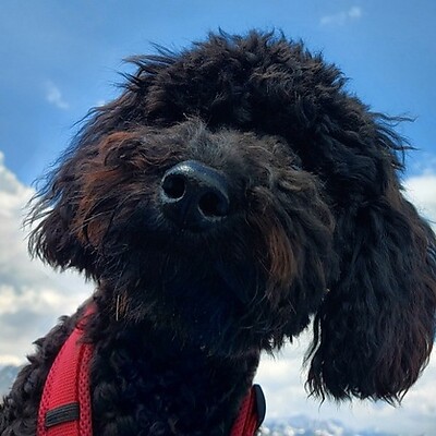 Avatar von Sonja