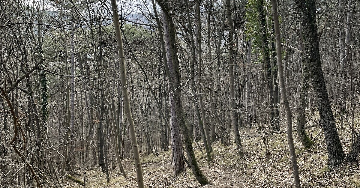 Einmal rund um die Meiereiwiese - BERGFEX - Wanderung - Tour ...