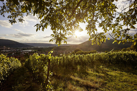 Fränkischer Rotwein Wanderweg