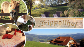 Logo Trippolthof