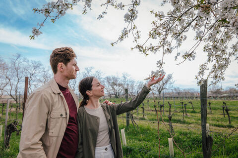 Spazieren, pilgern, pannonisch Wandern am Neusiedler See