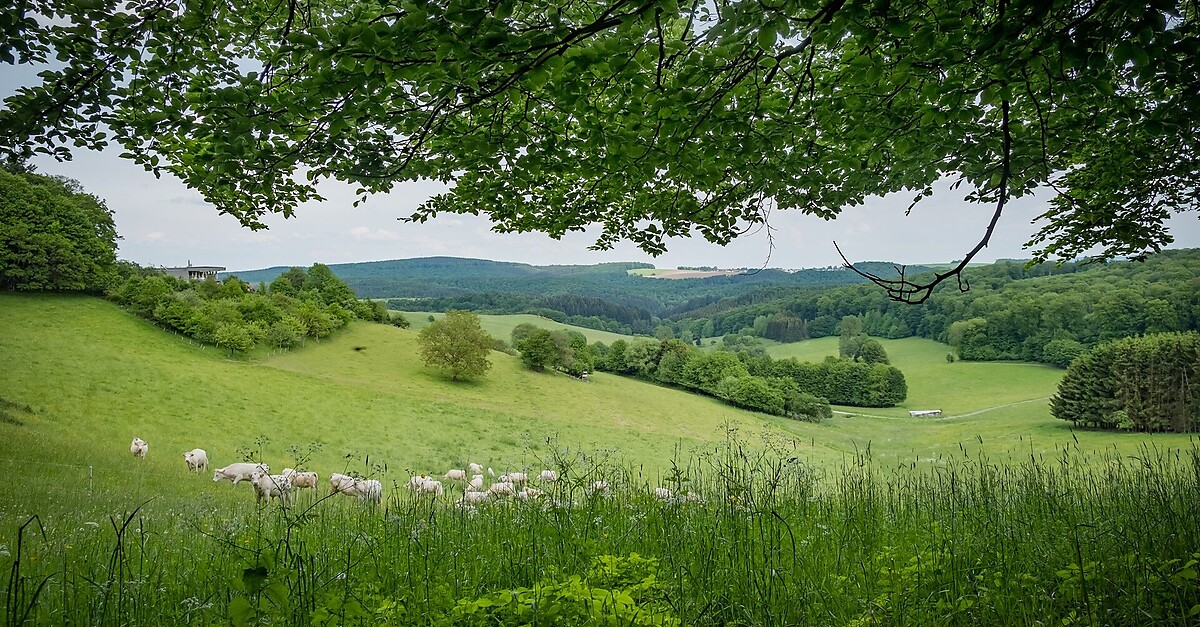 S2 Straßenhaus BERGFEX Wanderung Tour Rheinland Pfalz