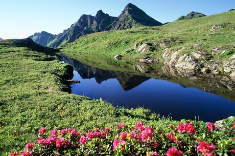 Almrosenblüte am Panoramaweg Wiedersberger Horn