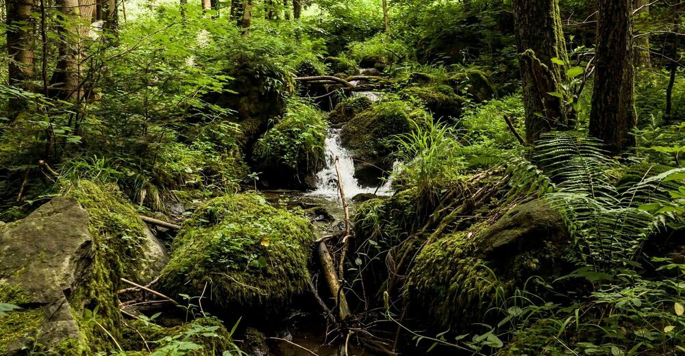 Marbach 3 Steinbachklamm Runde BERGFEX Wanderung Tour