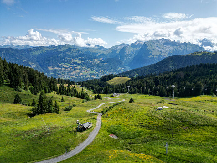 Morillon