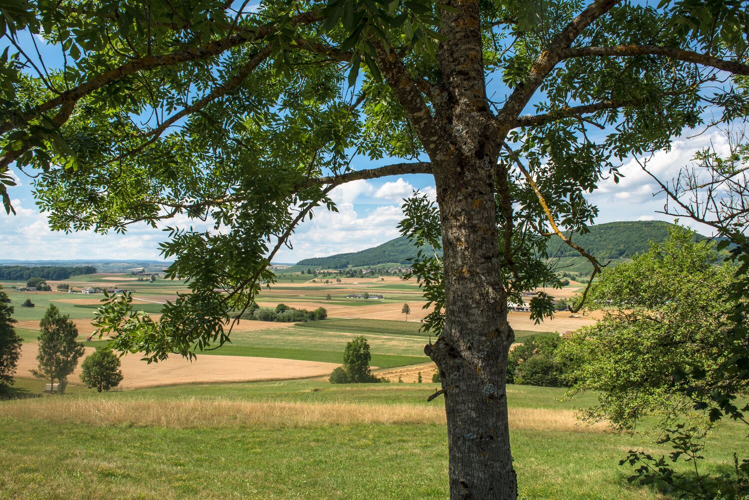 Löhningen