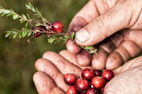 Cranberryernte im Schönramer Filz