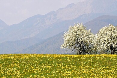 Cerklje na Gorenjskem / Gorenjska