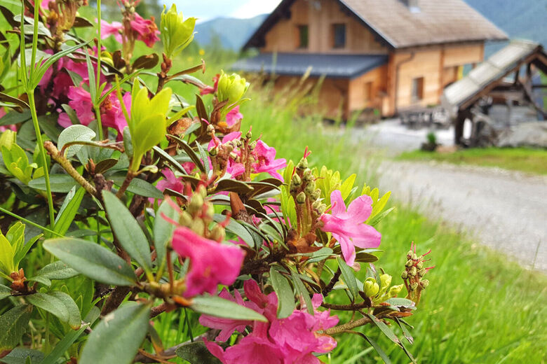 Almhütte Kristabauer