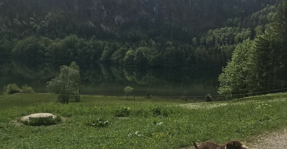 Laudachsee Siebenbr Ndl Gmunden Rdw Bergfex Wanderung Tour