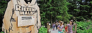 Elm