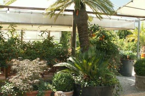 Der Zitrusgarten