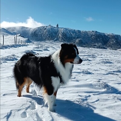 Avatar de Petz & Mogli