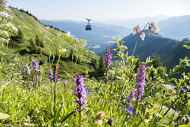 Walmendingerhorn / Kleinwalsertal