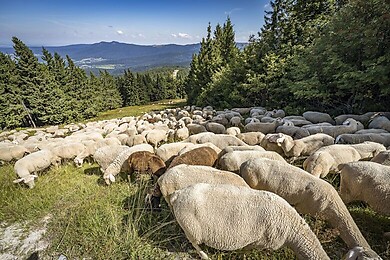 Naturpark Oberer Bayerischer Wald