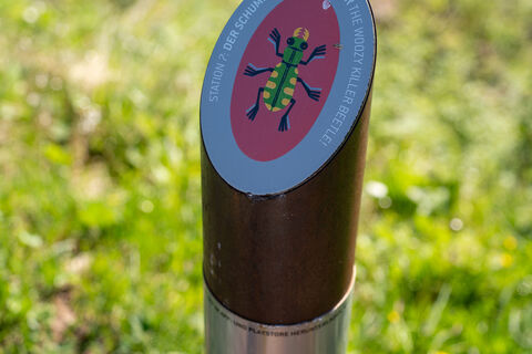 Timoks Museum Goes Wild - digital alpine circular hiking trail in Fieberbrunn