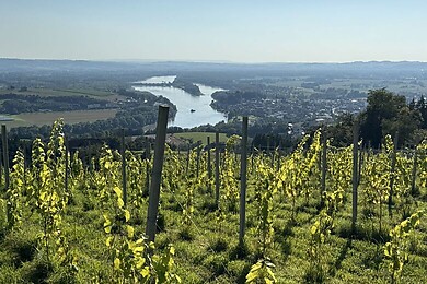 Ottensheim
