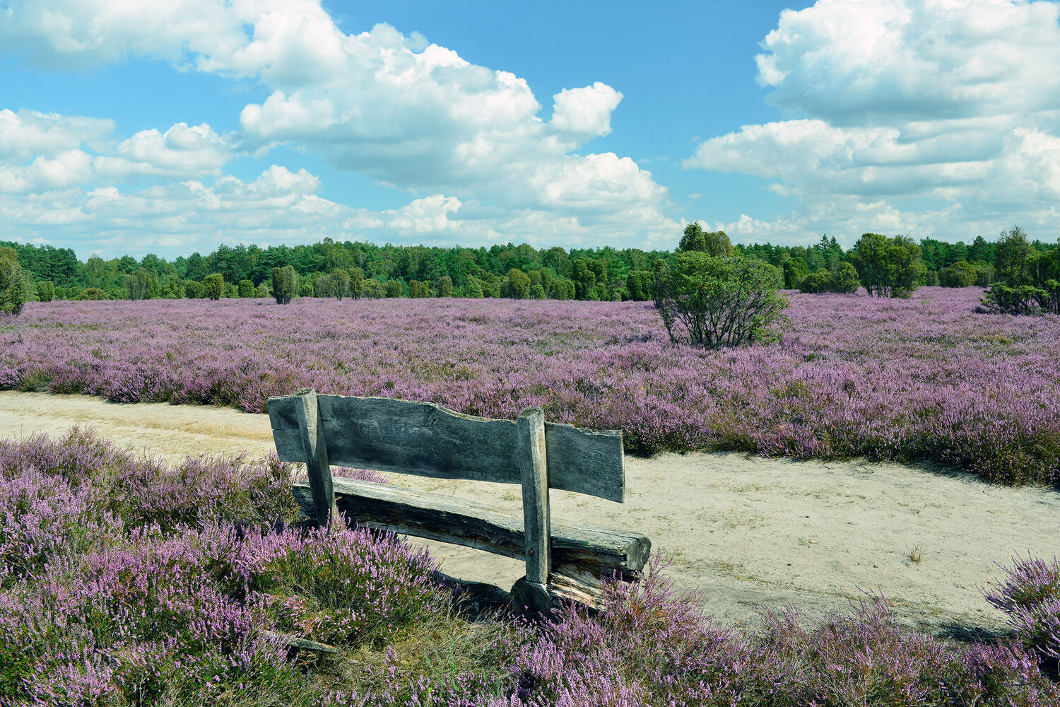 Südheide Gifhorn