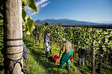 Thal / Staad / Altenrhein