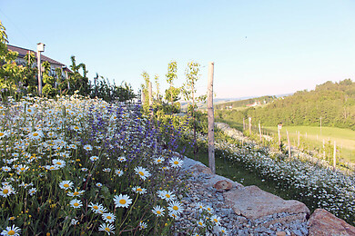 Lohnsburg am Kobernaußerwald