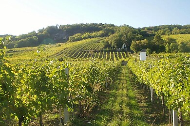 Gumpoldskirchen