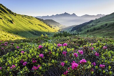 St. Stephan / Simmental