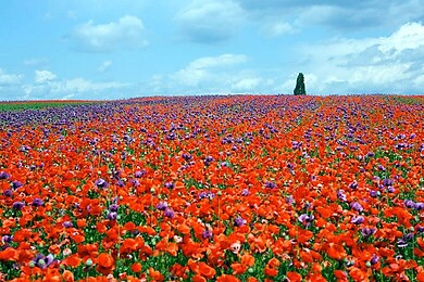 Land um Laa a. d. Thaya