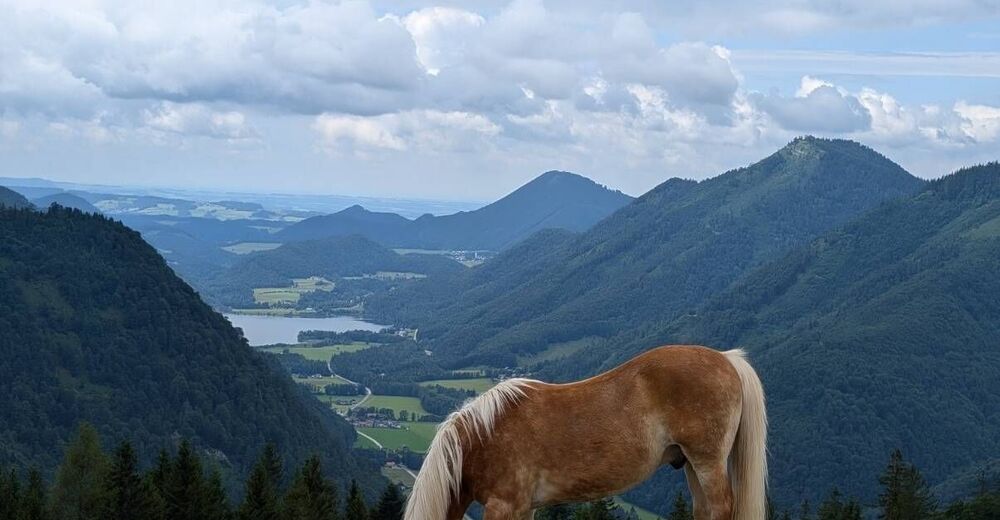 Wundersch Ne Almwanderung Zum Feichtenstein In Hintersee Bergfex