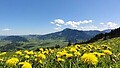 Region letni