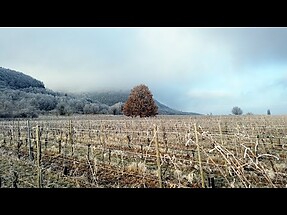 Roxitours 3 - Hattstatt-Pfaffenheim