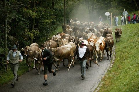 Viehscheid im Pfrontener Tal