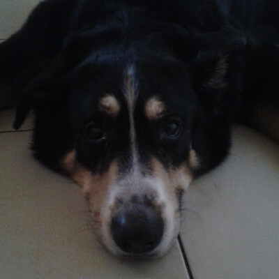 Avatar von Dirk Steinert