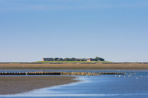 Hallig Oland
