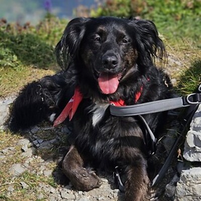 Avatar von calfatec GmbH Niederurnen