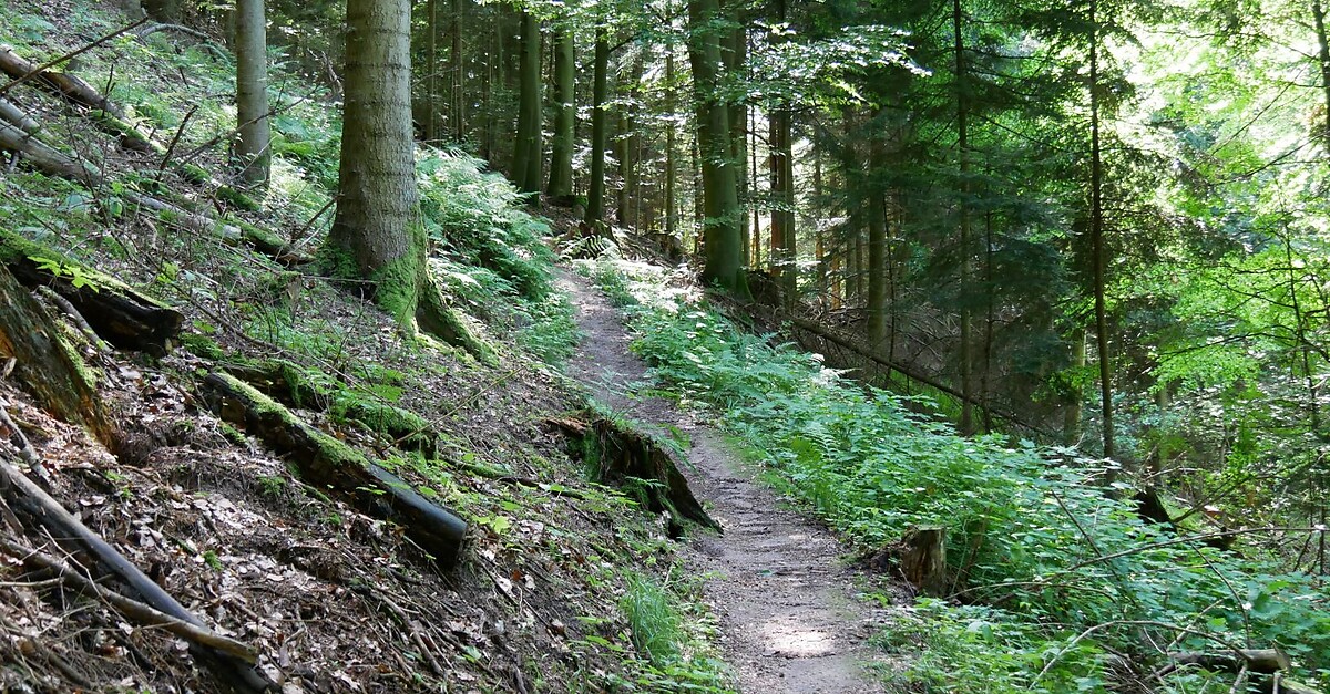 Walderlebnispfad In B Hl Kappelwindeck Bergfex Themenweg Tour