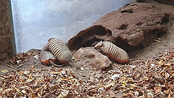 Gürteltiere im Zoo- und Aquazoo Schmieding