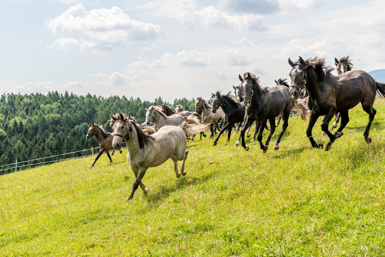 Lipizzanerheimat - Steirische Rucksackdörfer
