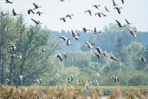 Vogelschutzgebiet „Unterer Inn“