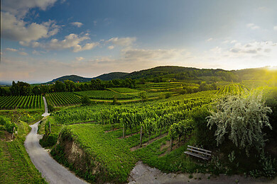 Traisental - Donauland