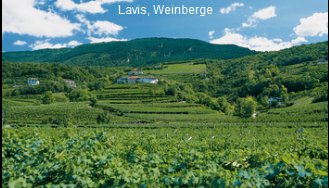 Lavis