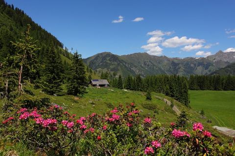 Almrosenblüte auf der Hirschgrubenalm