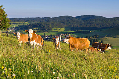Bernau im Schwarzwald