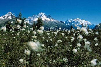Vallée de Chamonix-Mont-Blanc