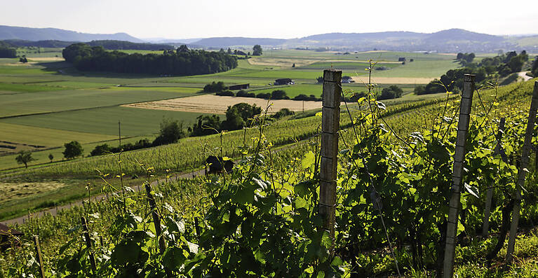 Wilchingen - Osterfingen - Trasadingen