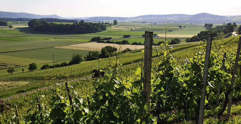 Wilchingen - Osterfingen - Trasadingen