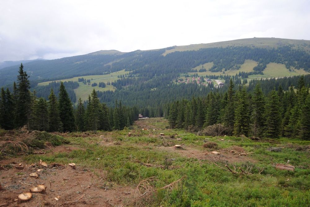Rodung der neuen Piste