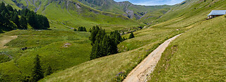 Allos