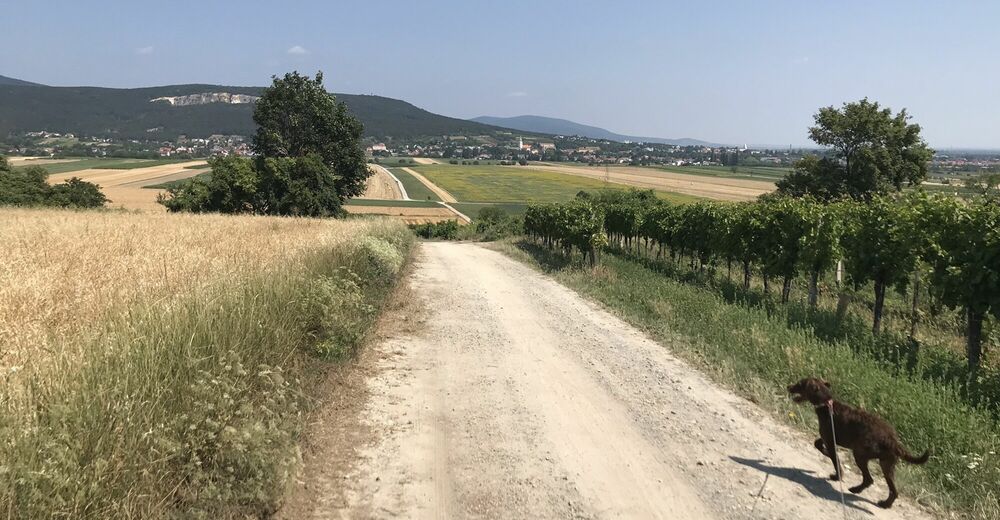 lindenberg-rdw-bad-v-slau-bergfex-wanderung-tour-nieder-sterreich