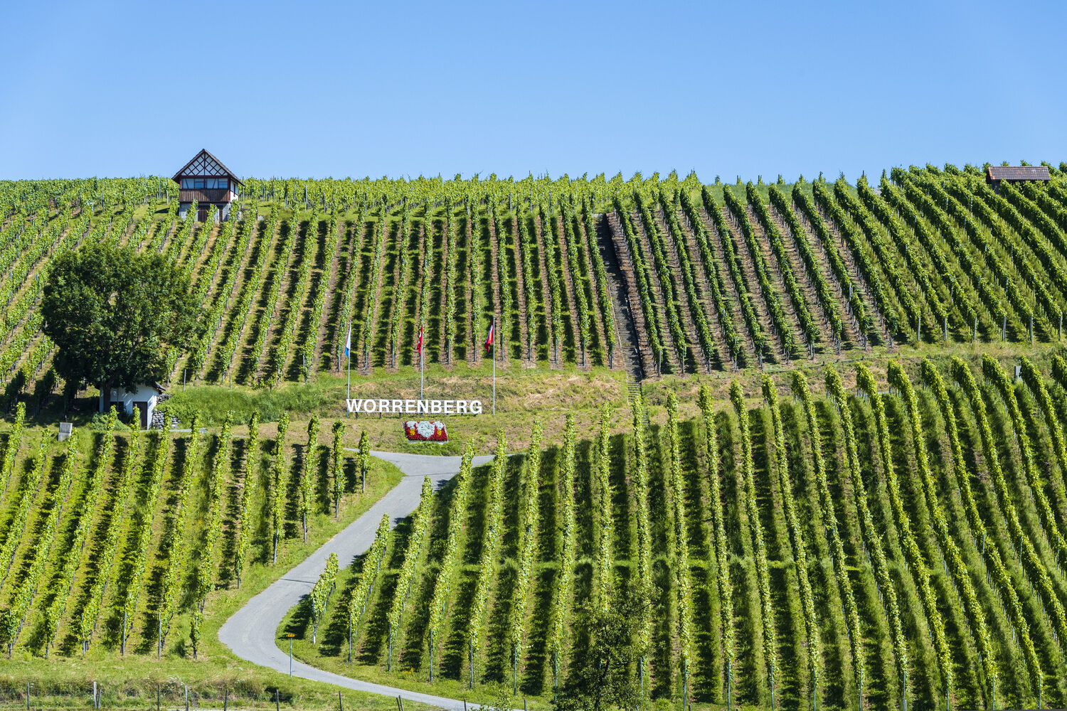 Zürcher Weinland