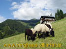 Logotyp Berghaus Zillertal in Hart